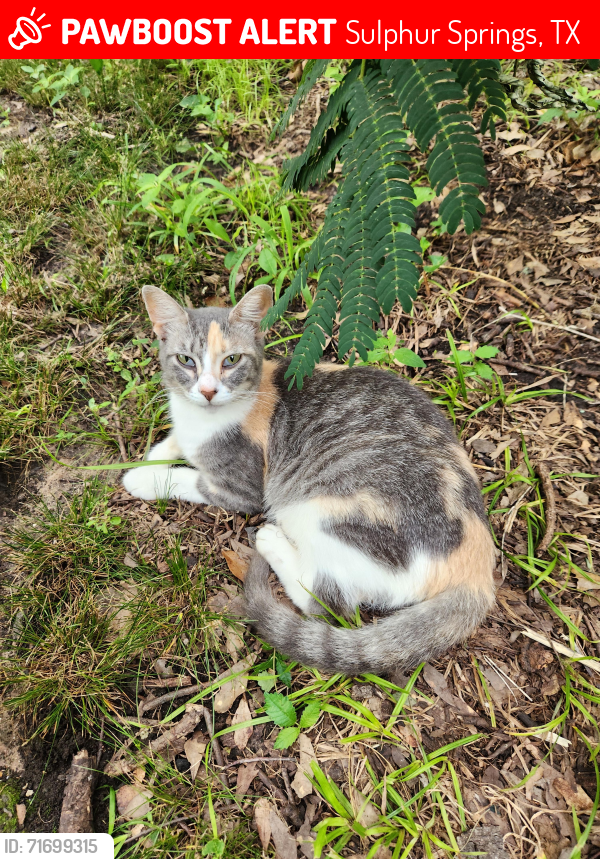 Lost Female Cat last seen mulberry street and van sickle street , Sulphur Springs, TX 75482