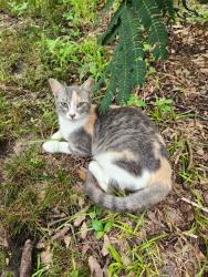 Lost Female Cat last seen mulberry street and van sickle street , Sulphur Springs, TX 75482