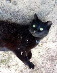 Lost Female Cat last seen Holland St. and Earl Ct., West Columbia, SC 29169