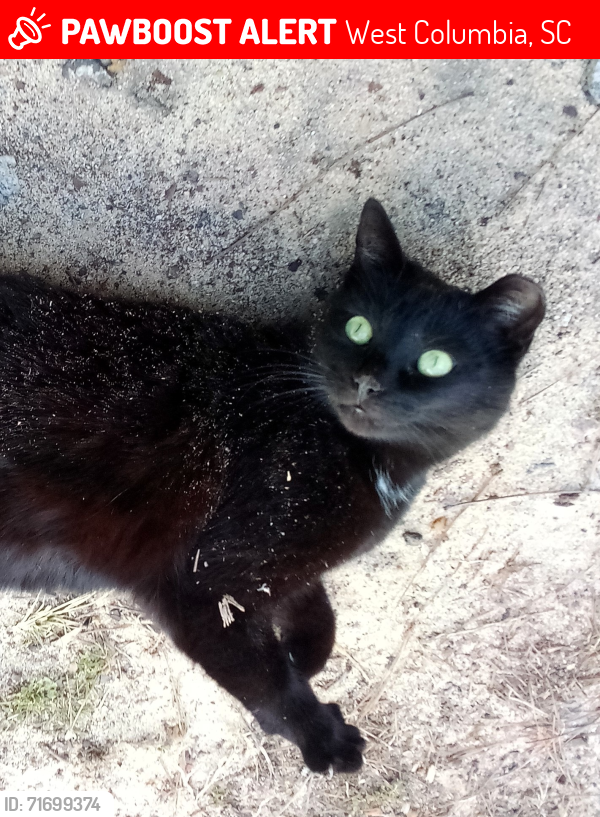 Lost Female Cat last seen Holland St. and Earl Ct., West Columbia, SC 29169