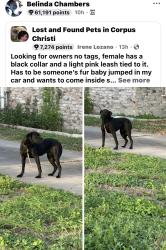 Found/Stray Female Dog last seen Tiger Lane and Carroll , Corpus Christi, TX 78415