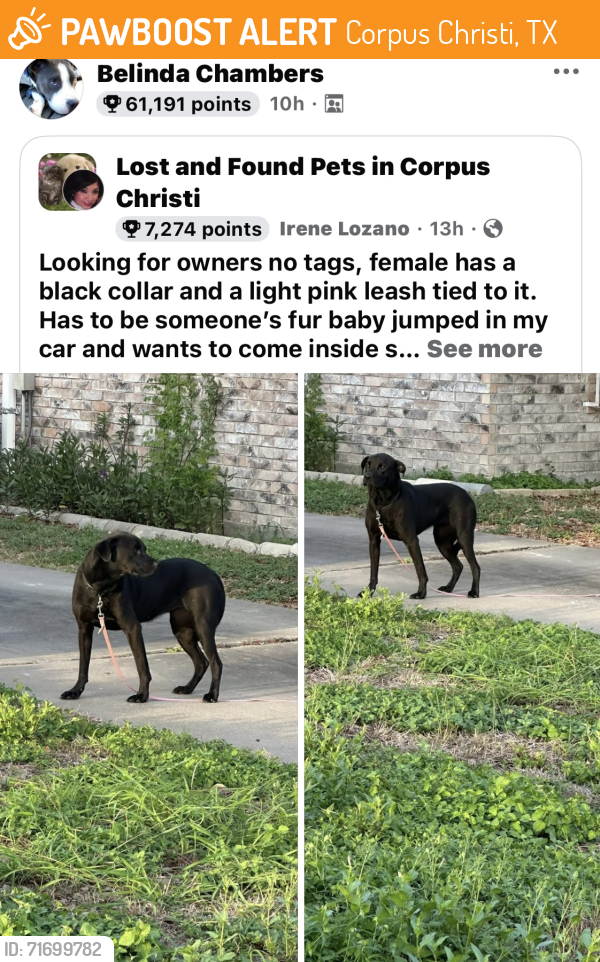 Found/Stray Female Dog last seen Tiger Lane and Carroll , Corpus Christi, TX 78415