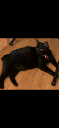 Lost Female Cat last seen Center st & Iowa, Riverside, CA 92507