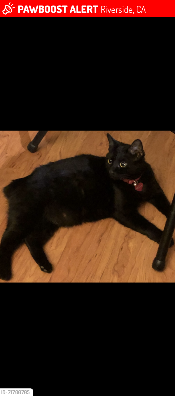 Lost Female Cat last seen Center st & Iowa, Riverside, CA 92507
