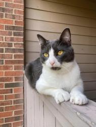 Lost Male Cat last seen SW 12th ave & SW 32nd terr, Cape Coral, FL 33914