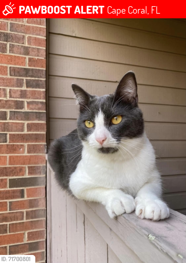 Lost Male Cat last seen SW 12th ave & SW 32nd terr, Cape Coral, FL 33914
