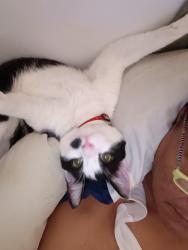 Reunited Male Cat last seen Harding and Newport pike, Wilmington, DE 19804