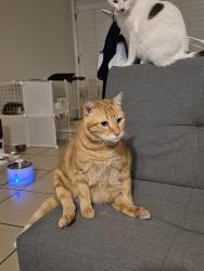 Lost Male Cat last seen In my hse, I ran out of the front door around 3 to 5 in the morning., El Paso, TX 79912