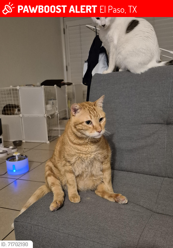 Lost Male Cat last seen In my hse, I ran out of the front door around 3 to 5 in the morning., El Paso, TX 79912