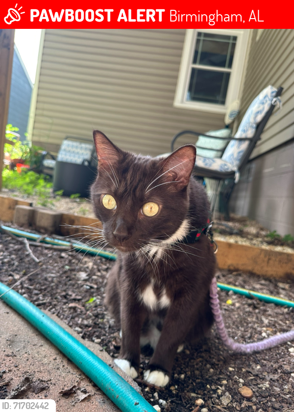 Lost Male Cat last seen 10th Court S, Birmingham, AL 35222