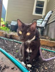 Lost Male Cat last seen 10th Court S, Birmingham, AL 35222
