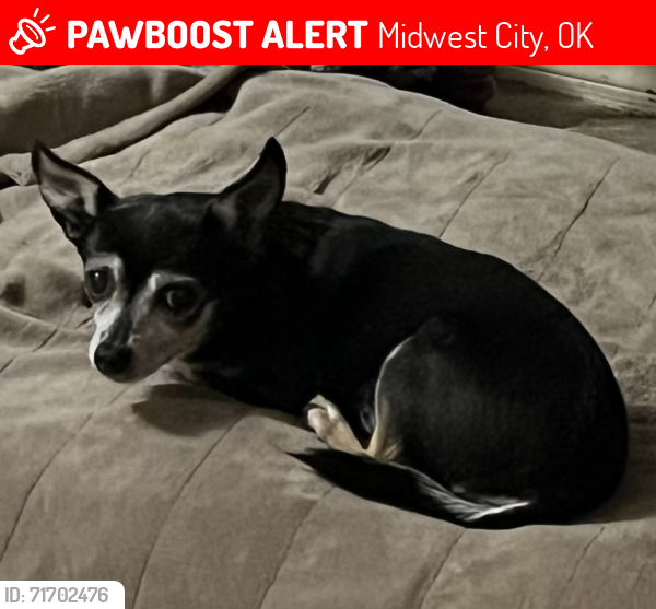 Lost Female Dog last seen Reno Animal hosp/ across from LifeChurch , Midwest City, OK 73110