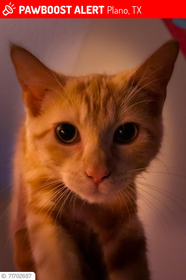 Lost Female Cat last seen Roundrock trail. And spring Creek , Plano, TX 75023
