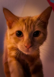Lost Female Cat last seen Roundrock trail. And spring Creek , Plano, TX 75023