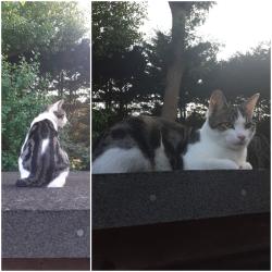 Lost Male Cat last seen Harrow Weald cemetery and the street Acacia Close in Stanmore, Greater London, England HA7 3JR