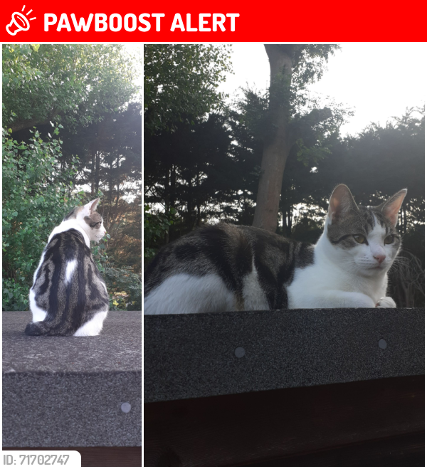 Lost Male Cat last seen Harrow Weald cemetery and the street Acacia Close in Stanmore, Greater London, England HA7 3JR