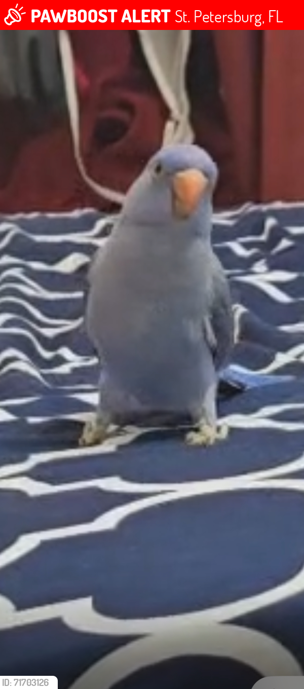 Lost Unknown Bird last seen Near Ave north 34 street north Siant petersburg fl 33713, St. Petersburg, FL 33714