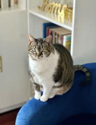 Lost Female Cat last seen Red Rock and Weymouth, Elgin, IL 60124