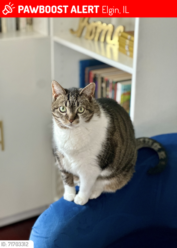 Lost Female Cat last seen Red Rock and Weymouth, Elgin, IL 60124