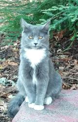 Lost Unknown Cat last seen Lassen Court, Vallejo 94591, Vallejo, CA 94591