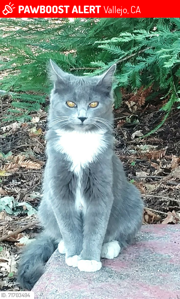 Lost Unknown Cat last seen Lassen Court, Vallejo 94591, Vallejo, CA 94591