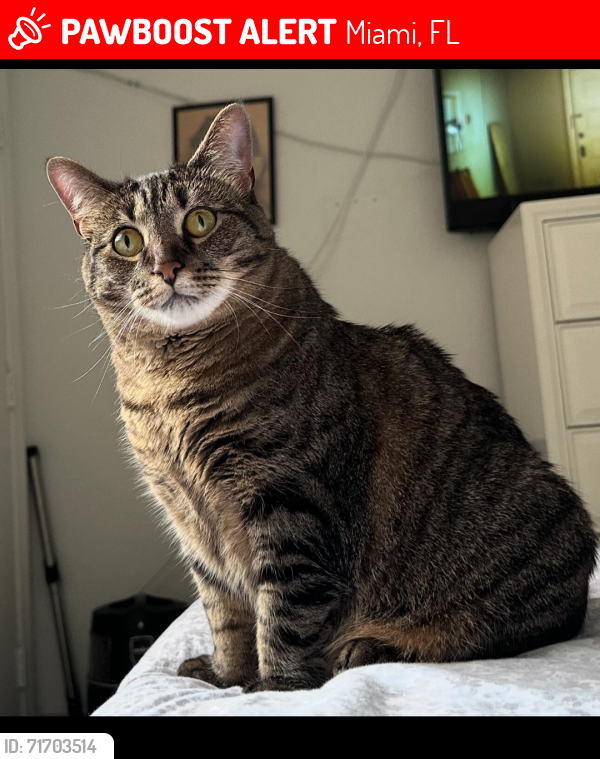 Lost Female Cat last seen Near N. Kendall Drive. Miami,  FL 33176, Miami, FL 33176