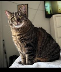 Lost Female Cat last seen Near N. Kendall Drive. Miami,  FL 33176, Miami, FL 33176