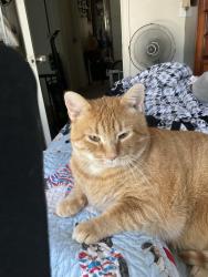 Lost Male Cat last seen Main and penny lane, Brighton, CO 80601