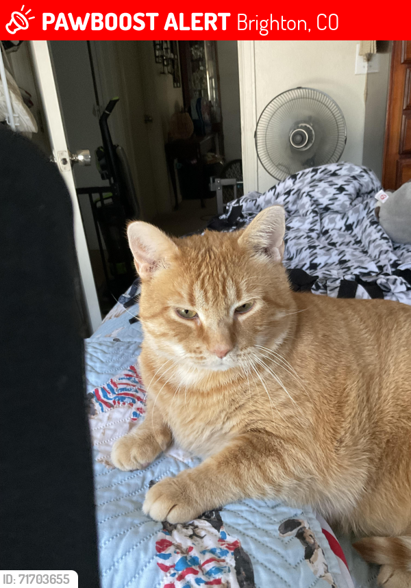 Lost Male Cat last seen Main and penny lane, Brighton, CO 80601