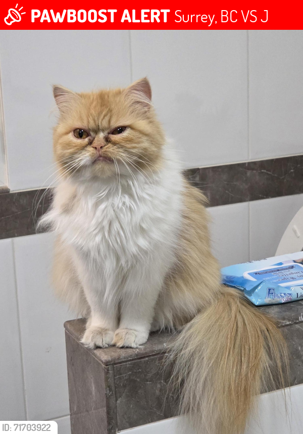 Lost Female Cat last seen Near Morgan Creek Way, Surrey, BC V3S 0J1