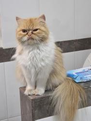Lost Female Cat last seen Near Morgan Creek Way, Surrey, BC V3S 0J1
