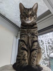Lost Male Cat last seen Parc st-Edouard, Fabreville , Laval, QC H7R