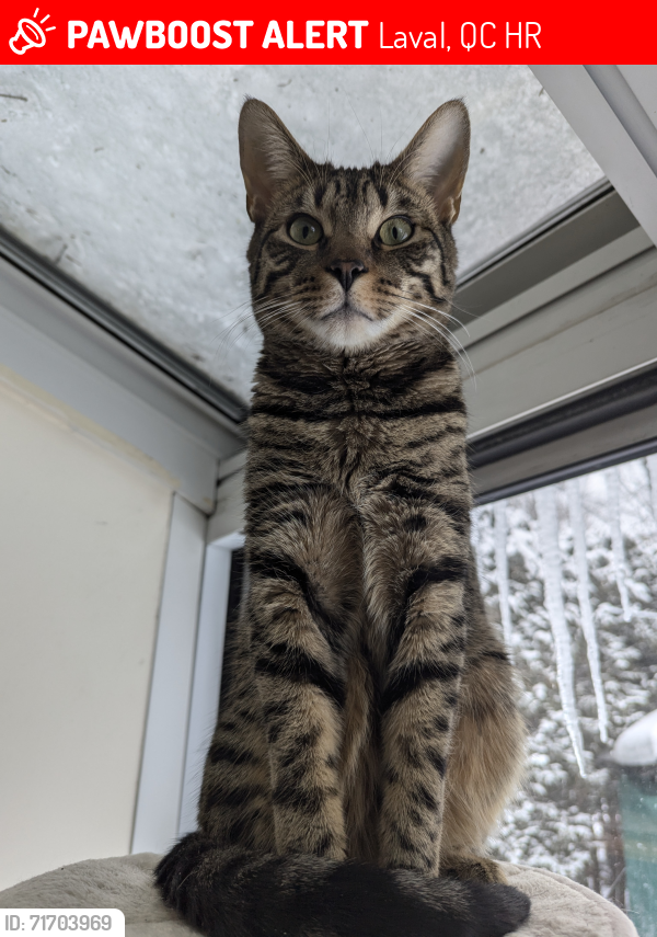 Lost Male Cat last seen Parc st-Edouard, Fabreville , Laval, QC H7R