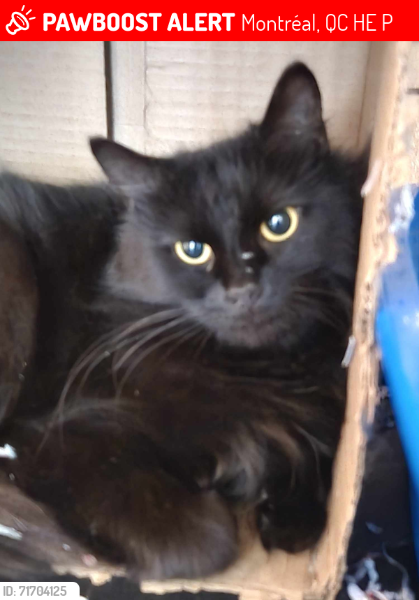 Lost Female Cat last seen Boul Perras / Boul Riviere des Prairies, Montréal, QC H1E 7P8