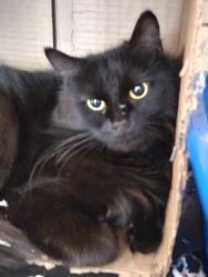 Lost Female Cat last seen Boul Perras / Boul Riviere des Prairies, Montréal, QC H1E 7P8