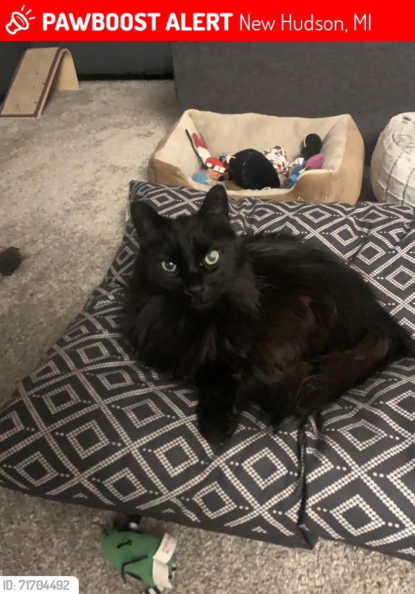 Lost Male Cat last seen Grand River & Milford behind draught horse brewery, New Hudson, MI 48165
