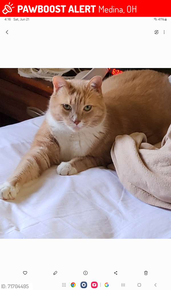 Lost Male Cat last seen Willow Lake Campground , Medina, OH 44256