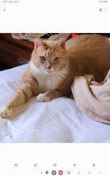 Lost Male Cat last seen Willow Lake Campground , Medina, OH 44256