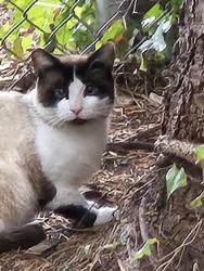 Found/Stray Unknown Cat last seen Fowler Middle School in Tigard, Tigard, OR 97223