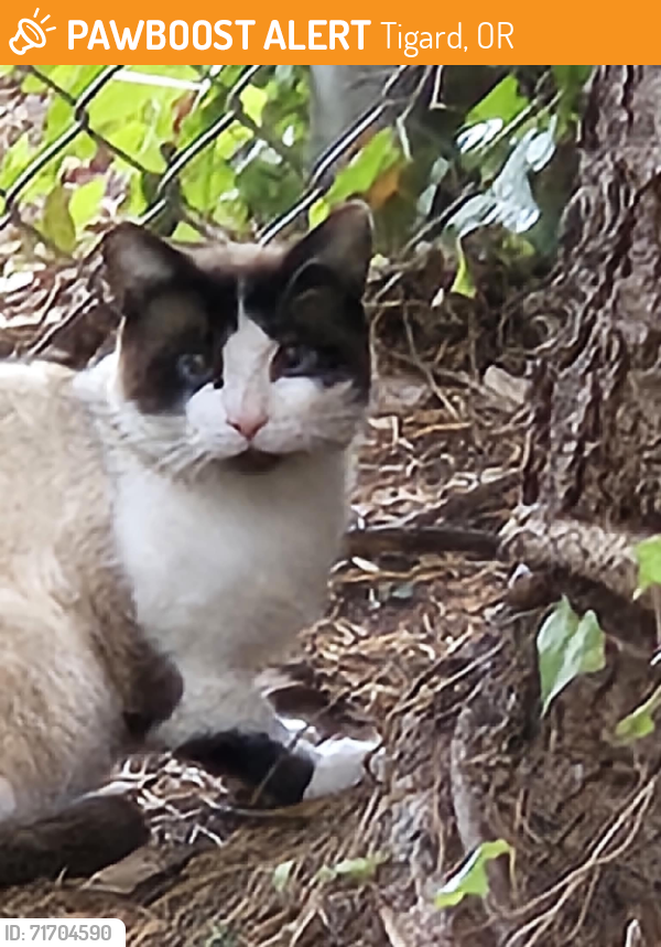 Found/Stray Unknown Cat last seen Fowler Middle School in Tigard, Tigard, OR 97223