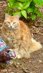 Lost Female Cat last seen Pasadena Dr near Spokane Dr, Victoria, TX 77904