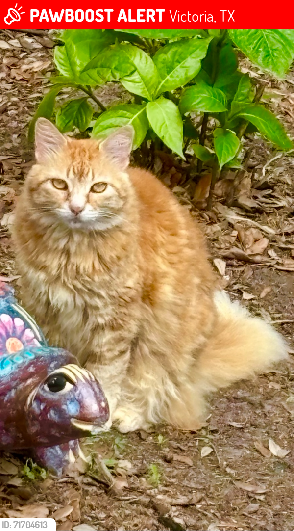 Lost Female Cat last seen Pasadena Dr near Spokane Dr, Victoria, TX 77904