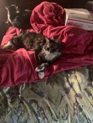 Lost Male Cat last seen Dixon Ave , Rock Falls, IL 61071