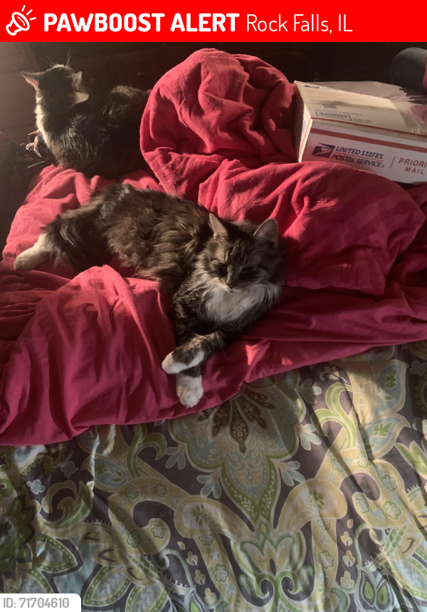 Lost Male Cat last seen Dixon Ave , Rock Falls, IL 61071