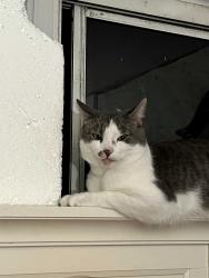 Lost Male Cat last seen Near twig Street lake Forest CA 92630, Lake Forest, CA 92630