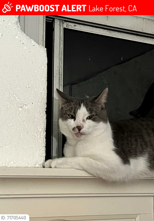 Lost Male Cat last seen Near twig Street lake Forest CA 92630, Lake Forest, CA 92630