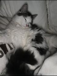 Lost Male Cat last seen Poinsettia ct Powdersville SC, Powdersville, SC 29642