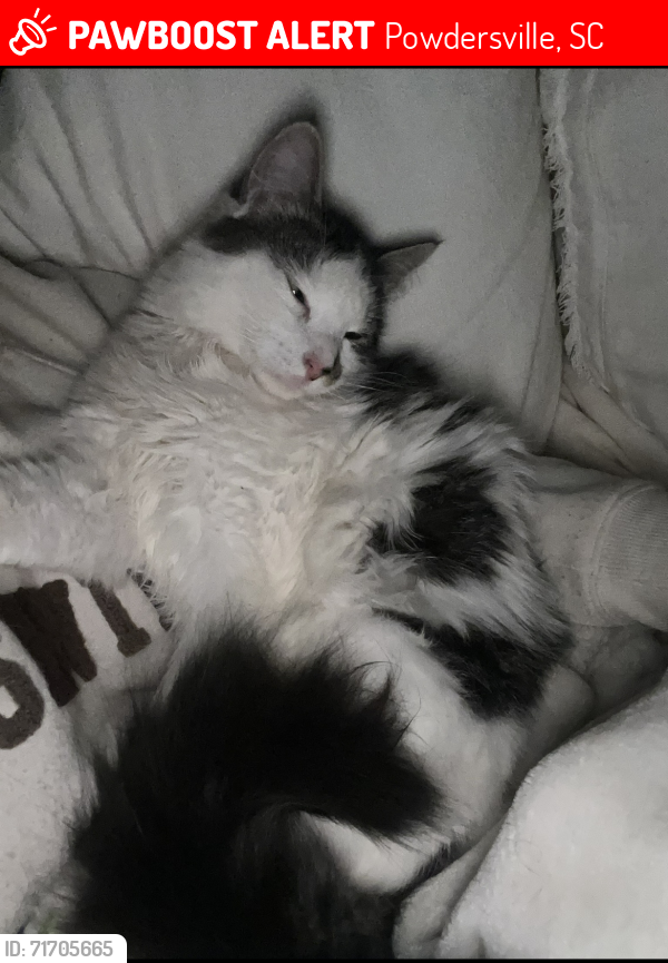 Lost Male Cat last seen Poinsettia ct Powdersville SC, Powdersville, SC 29642
