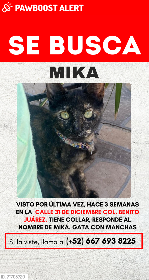 Lost Female Cat last seen Near de diciembre Culiacán Sinaloa , Culiacán Rosales, Sin. 