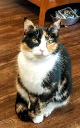Lost Female Cat last seen River Hills Drive and Cardinal Ridge Drive, Greensboro, NC 27410
